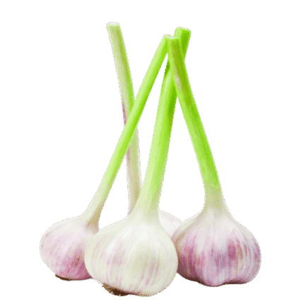 untitled design 1 430x430