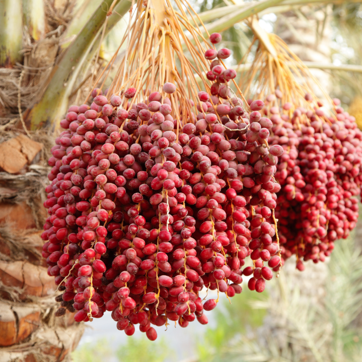 screenshot 2026 03 16 124243